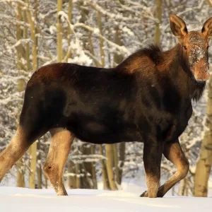Winter Moose Photographic Blank Notecard